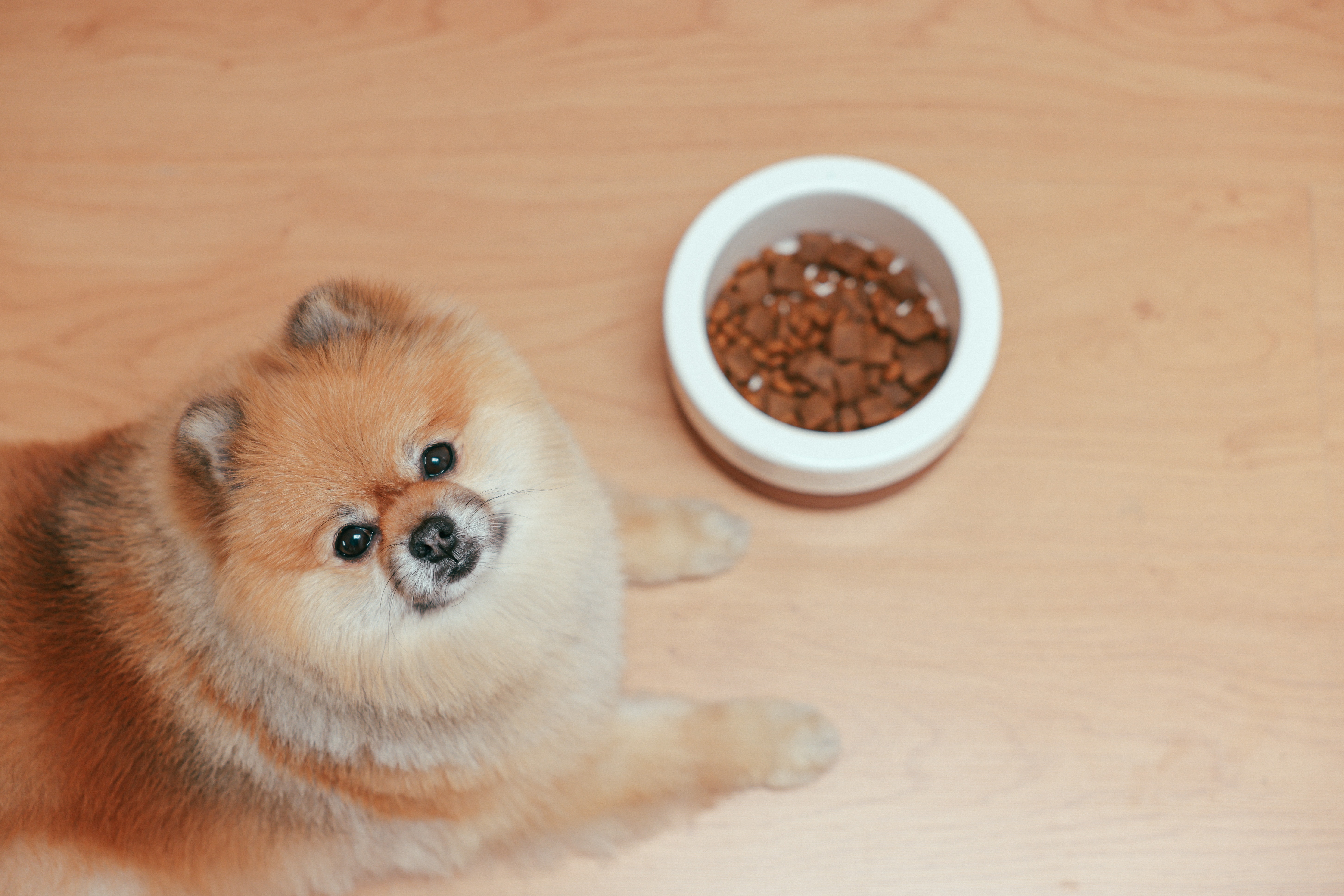 Dlaczego pełnoporcjowe karmy dla psów są dla nich najlepszym wyborem?
